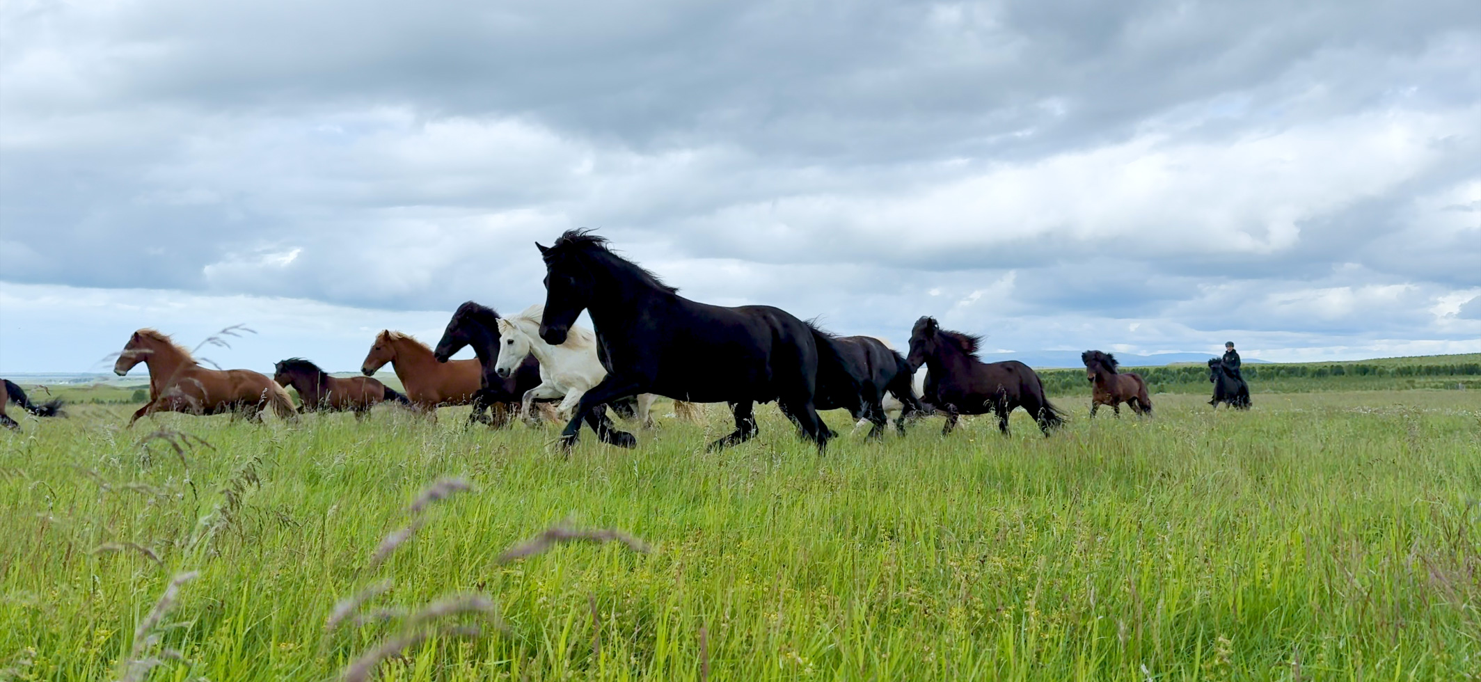 Una manada de caballos de Islandia capturada en 4K Dolby Vision a 120 cps